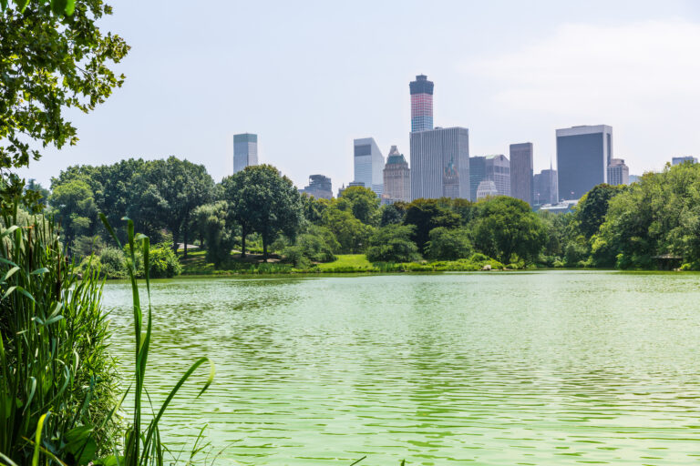 🌳 Central Park NYC: Family-Friendly Activities & Peaceful Escapes